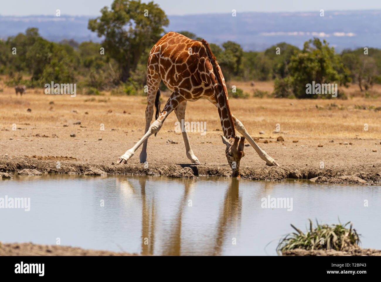 Reticulated giraffe, Giraffa camelopardalis reticulata, bends with legs stretched out to drink water. Ol Pejeta Conservancy, Kenya, Africa Stock Photo
