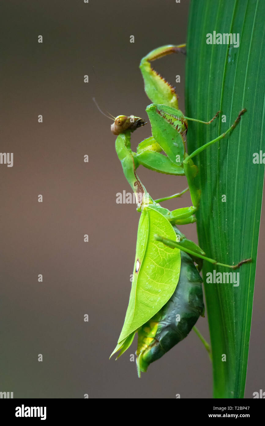 Climbing up the vertical surface of a broad leaf a praying mantis shows how well it can travel through the jungle Stock Photo
