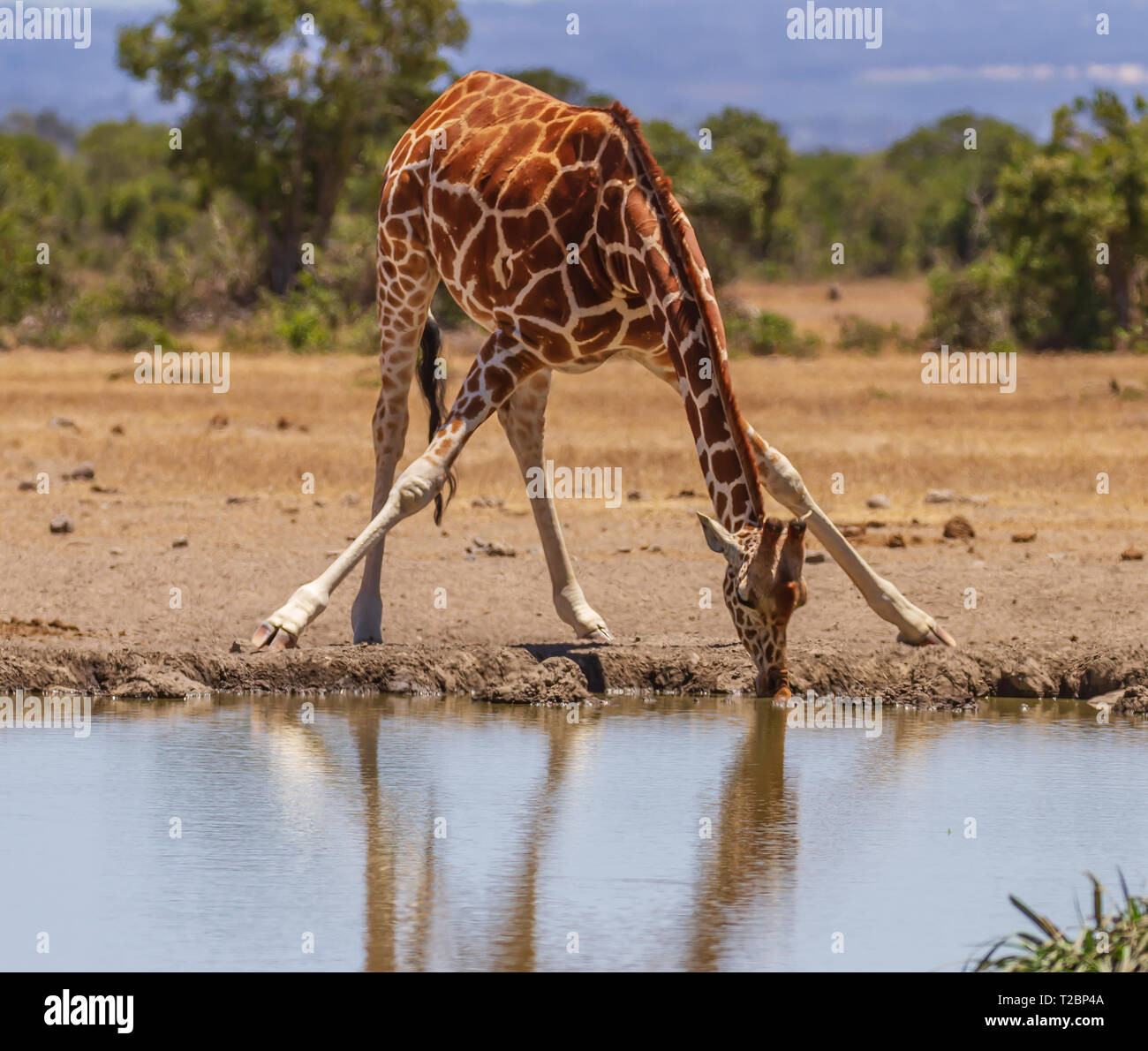 Reticulated giraffe, Giraffa camelopardalis reticulata, stretches legs and neck to drink water from waterhole. Ol Pejeta Conservancy, Kenya, Africa Stock Photo