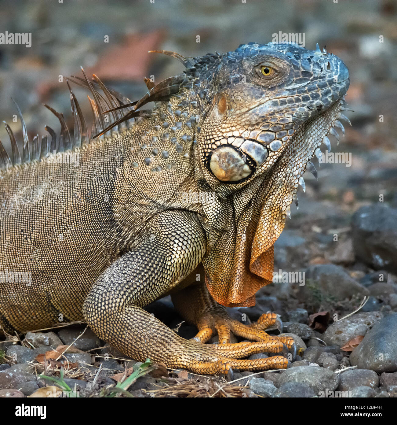 Green iguana performs a mini cobra pose by pushing up with its fore limbs which allows spikes along its throat to be clearly seen Stock Photo