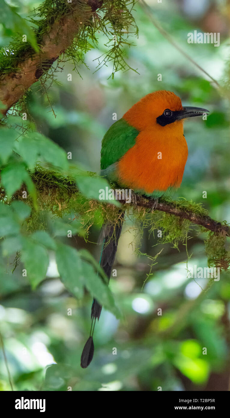 Orange and green Broad-billed Motmot blends into the canopy of a tropical forest while sitting a moss covered branch Stock Photo