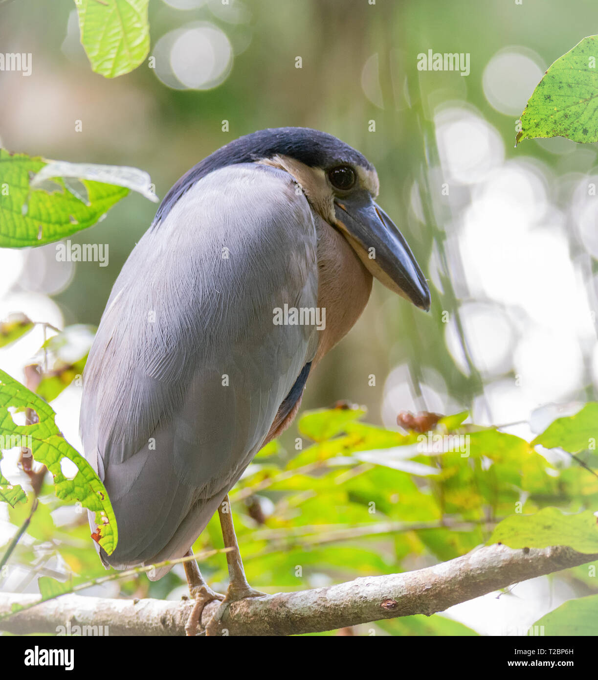 Pulled tightly into a ball a boat billed heron looks over it right shoulder while standing on a bleached branch Stock Photo