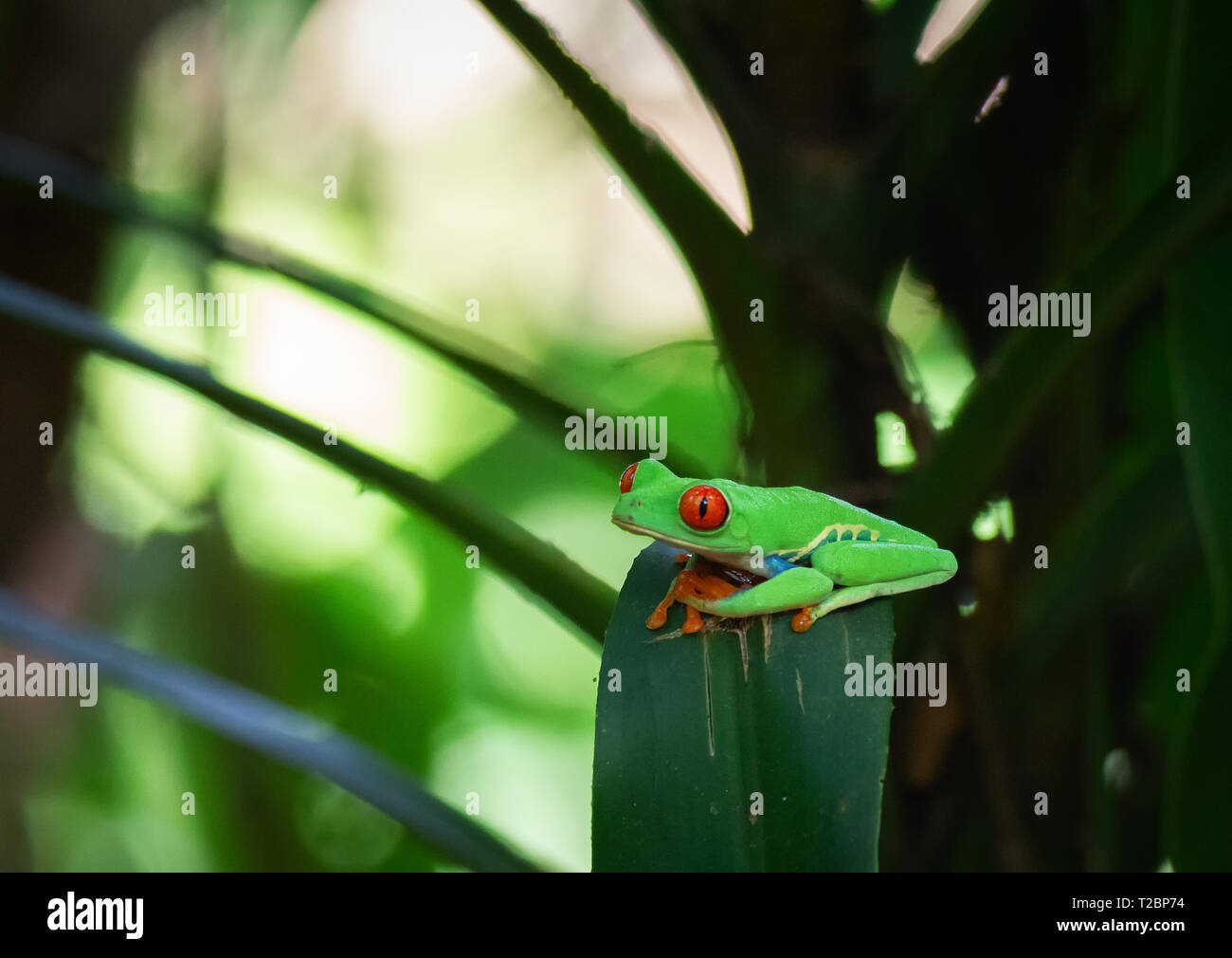 Red eyed tree frog rests on the curve of a drooping wide dark green branch Stock Photo