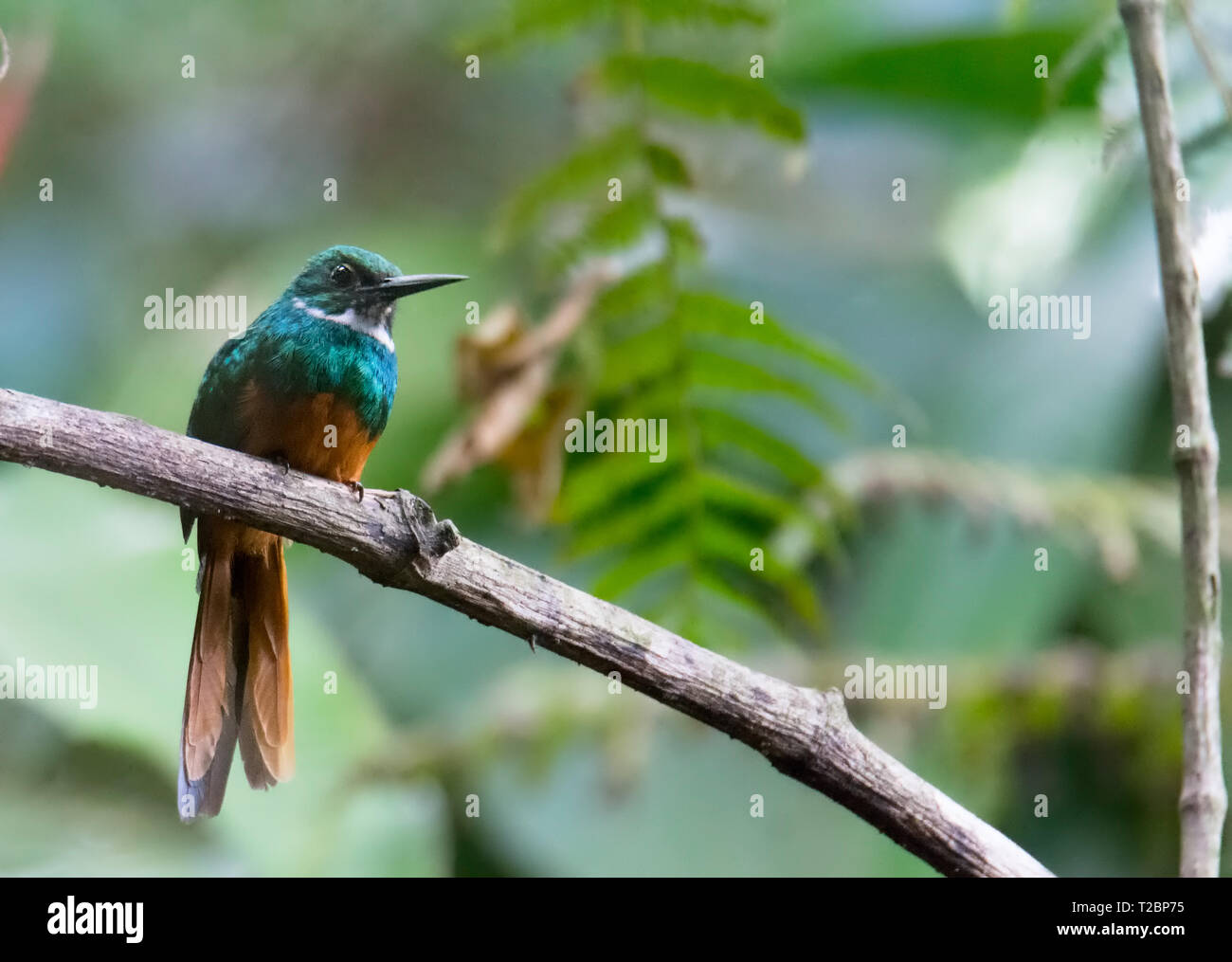 Roosting an a wide branch a Rufous-tailed Jacamar takes the view it has from the high vantage point Stock Photo