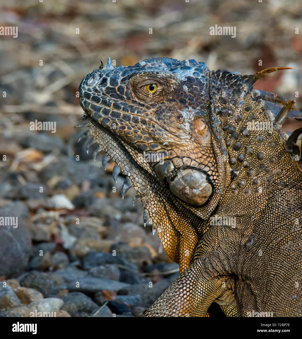 Standing facing to the left a green iguana glazes over its left shoulder with head raised high Stock Photo