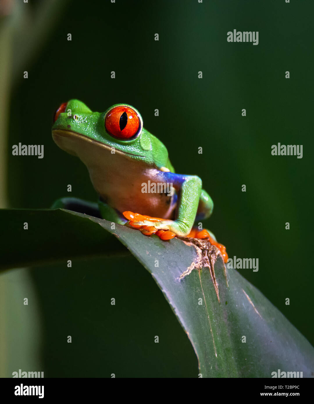 With toes spread wide a red eye tree frog scents the air with an upraised nose Stock Photo