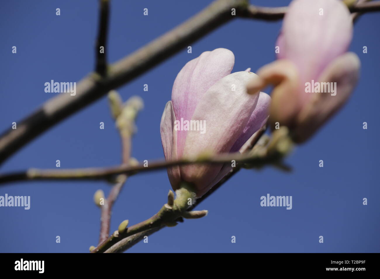 Magnolia flower buds blooming in the spring Stock Photo - Alamy