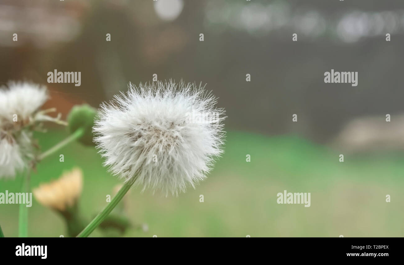 Close up of dandelion flower hi-res stock photography and images - Alamy