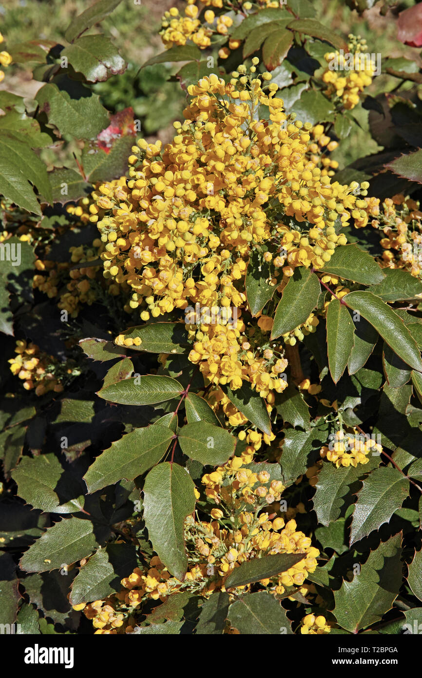 plant of mahonia aquifolium, oregon grape, in full blooming Stock Photo
