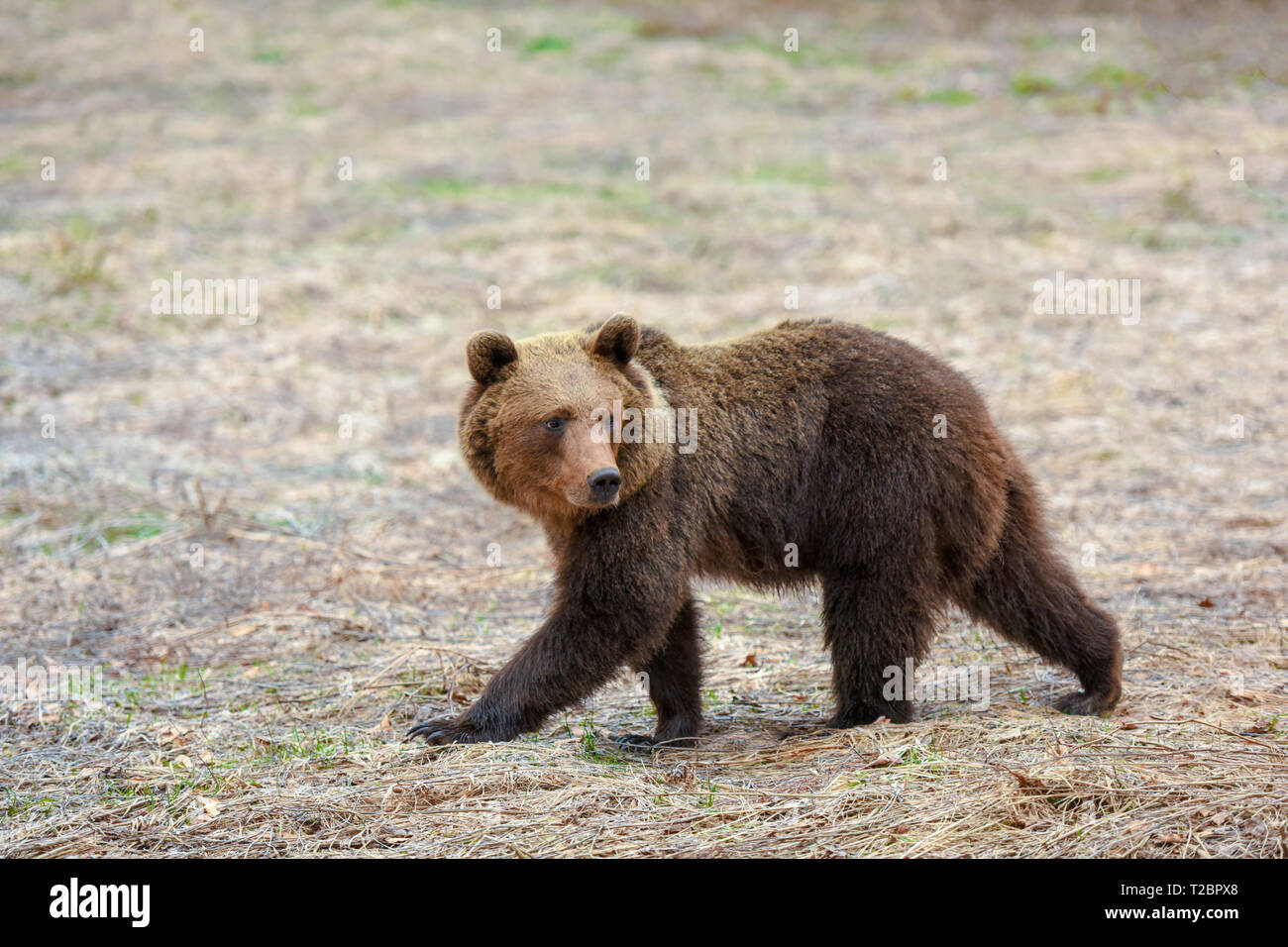 Wild brown bear in Bieszczady mountains, Poland. Huge Carpathian bear woke up from winter hibernation and is looking for food in early spring Stock Photo