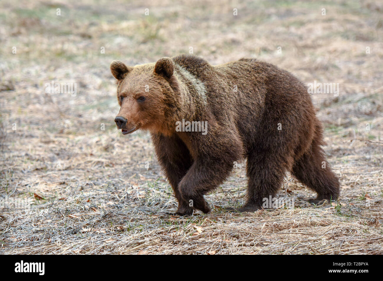 Wild brown bear in Bieszczady mountains, Poland. Huge Carpathian bear woke up from winter hibernation and is looking for food in early spring Stock Photo