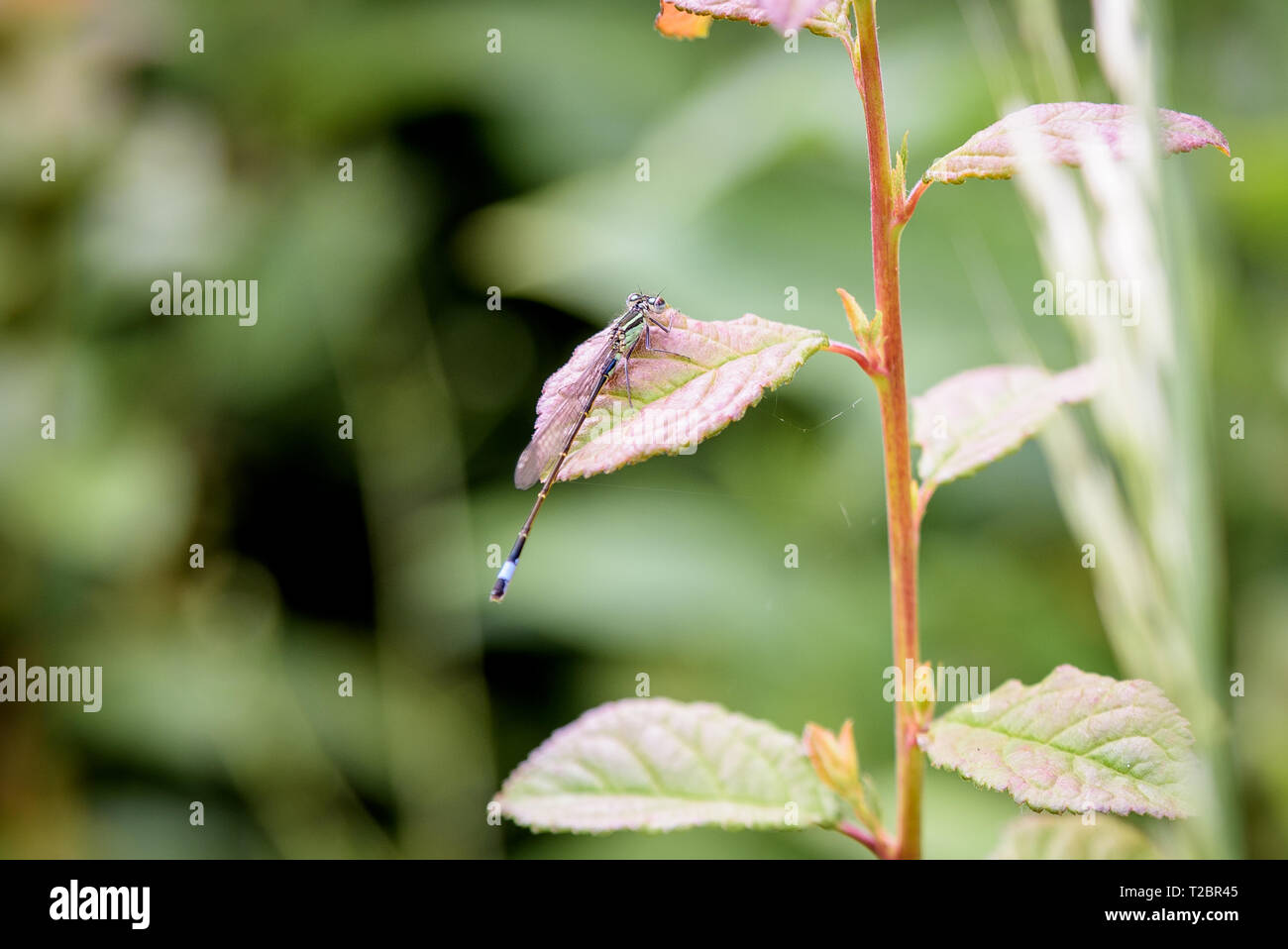 A close up of a dragonfly resting on the leaf of a plant Stock Photo ...