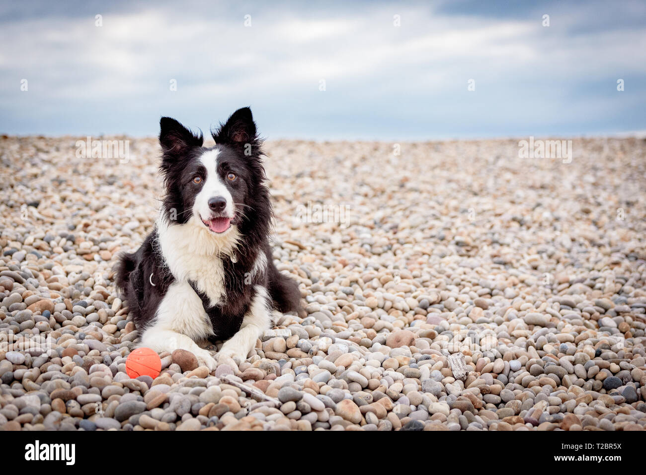 Grußkarte Mit Border Collie & Quad – Fotoeinsatz, Blanko Innen