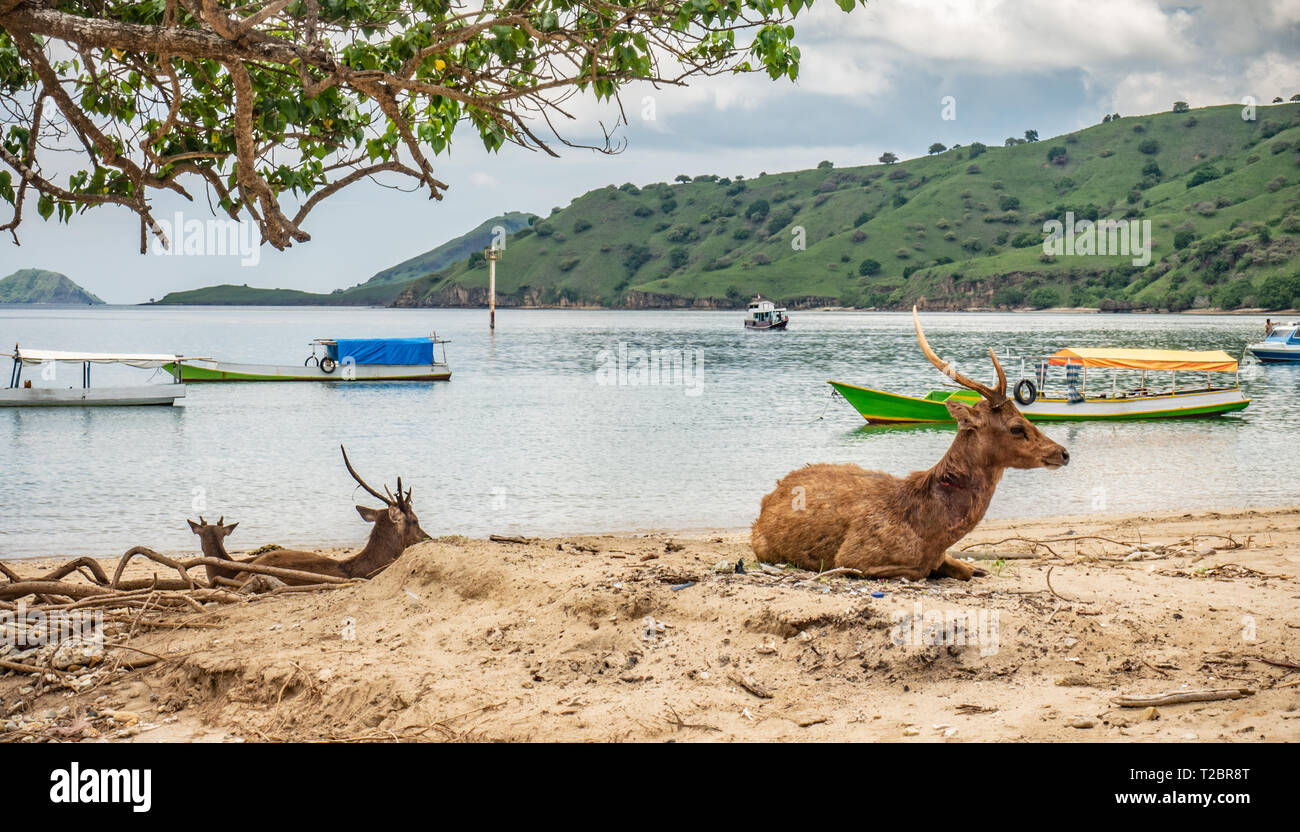 Brown male deer, attacked and bitten on the neck by komodo dragon, spotted on beach, Rinca Island, Komodo National Park, Indonesia. Timor rusa deer. Stock Photo
