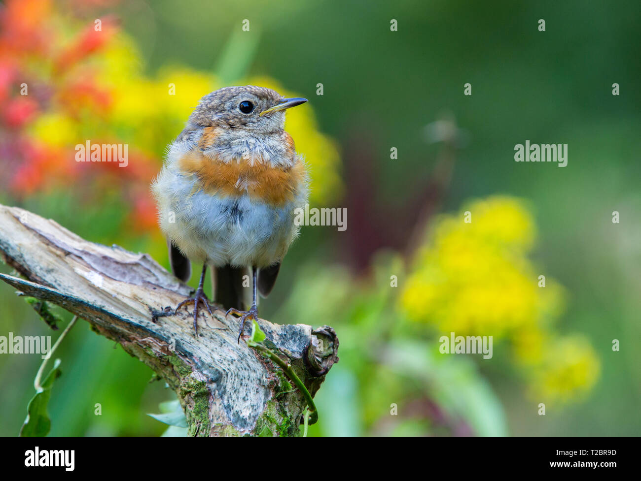 Juvenile Robin [ Erithacus rubecula ] on stump with red and yellow ...