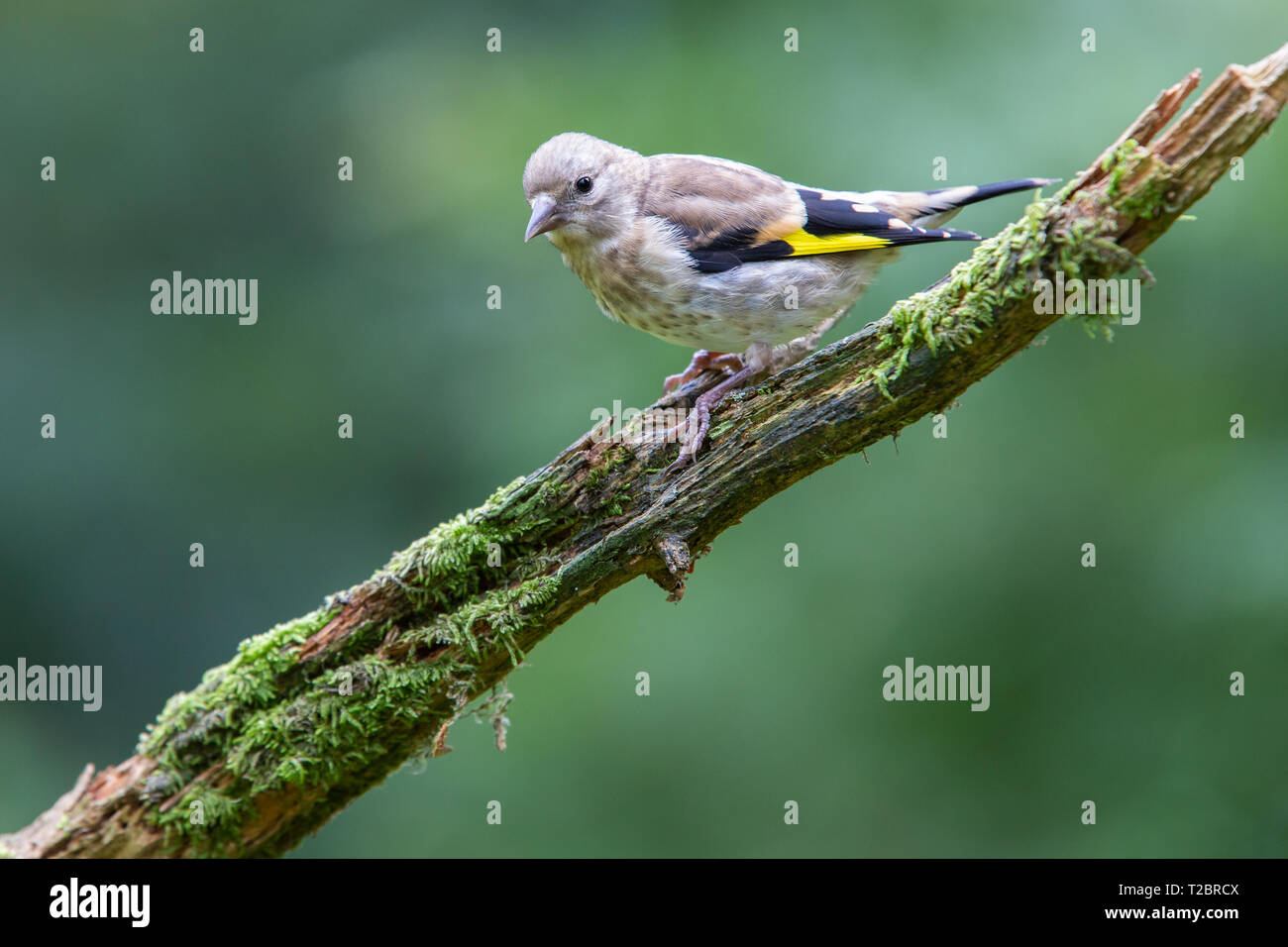 Juvenile Goldfinch [ Carduelis carduelis ] on mossy stick Stock Photo