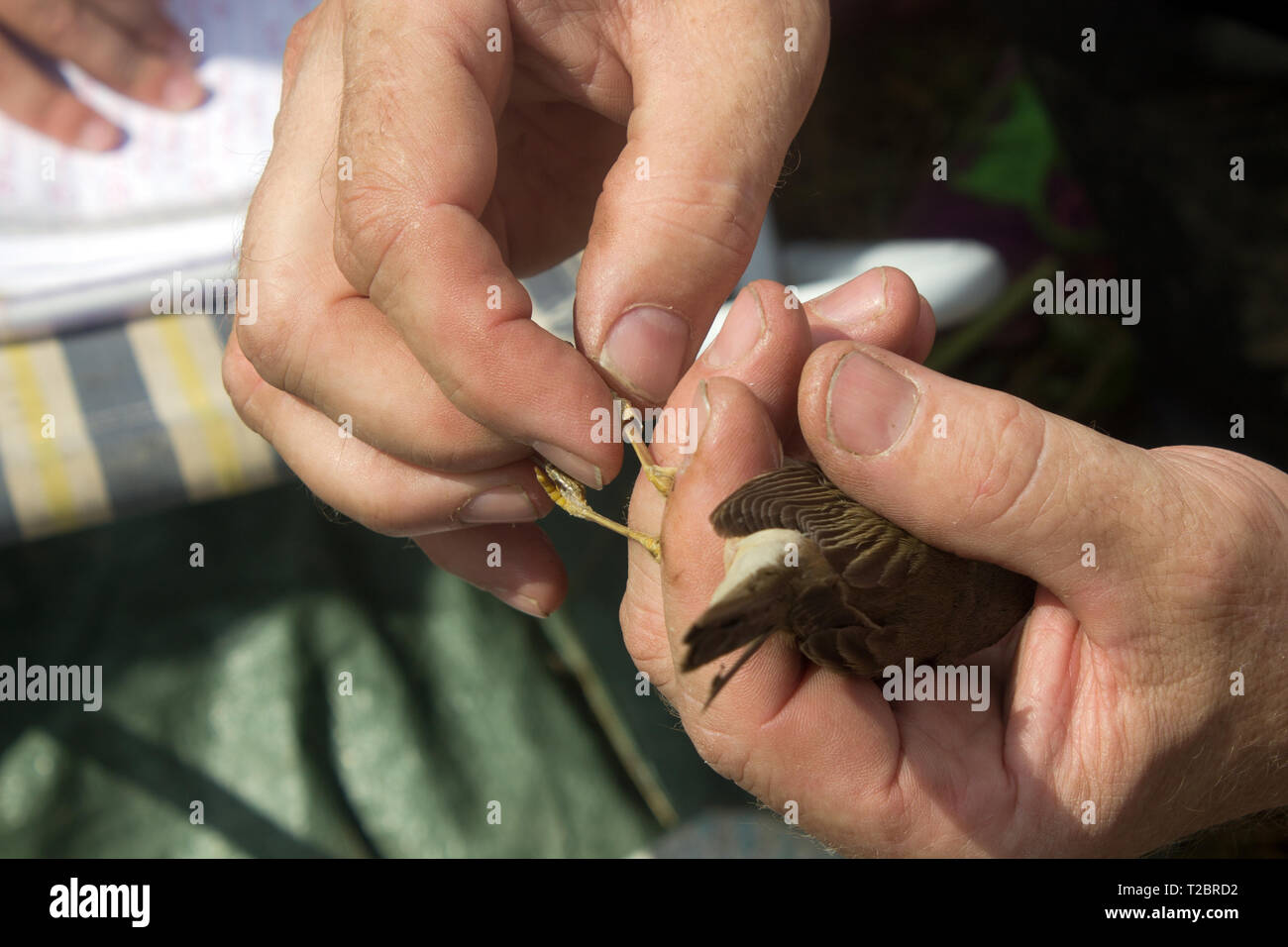 Bird ringing. Marsh warbler, Acrocephalus palustris. Ringing station, banding station. Stock Photo