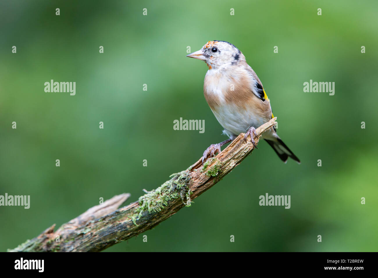 Juvenile Goldfinch [ Carduelis carduelis ] on stick Stock Photo