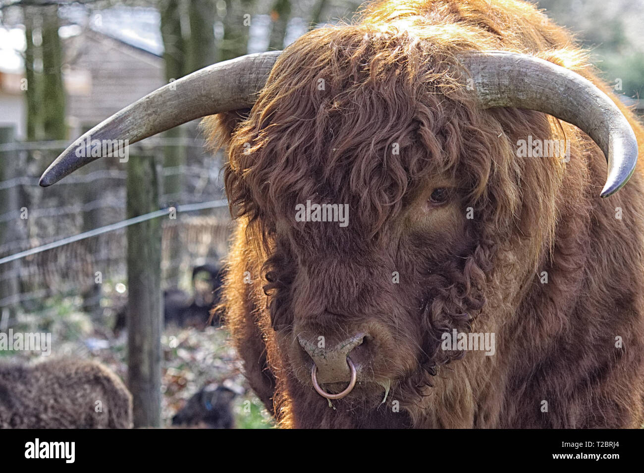 close up of a highland bull with a ring in his nose Stock Photo - Alamy