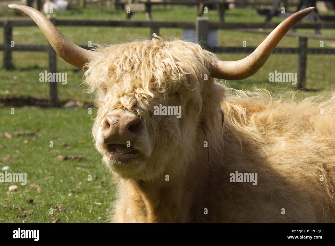 Highland Cattle Herds High Resolution Stock Photography and Images - Alamy