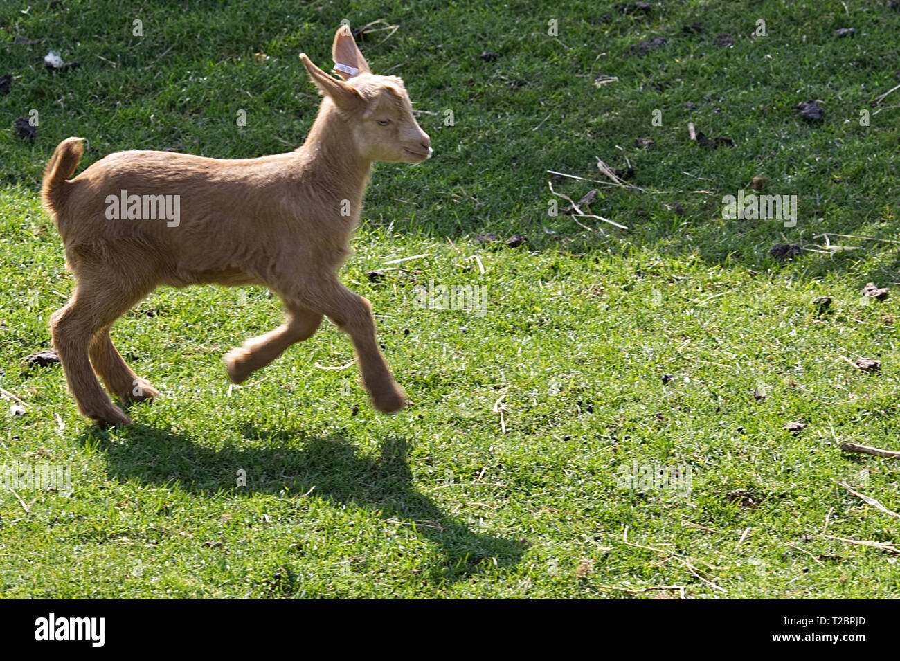 Golden Guernsey Goat Stock Photo
