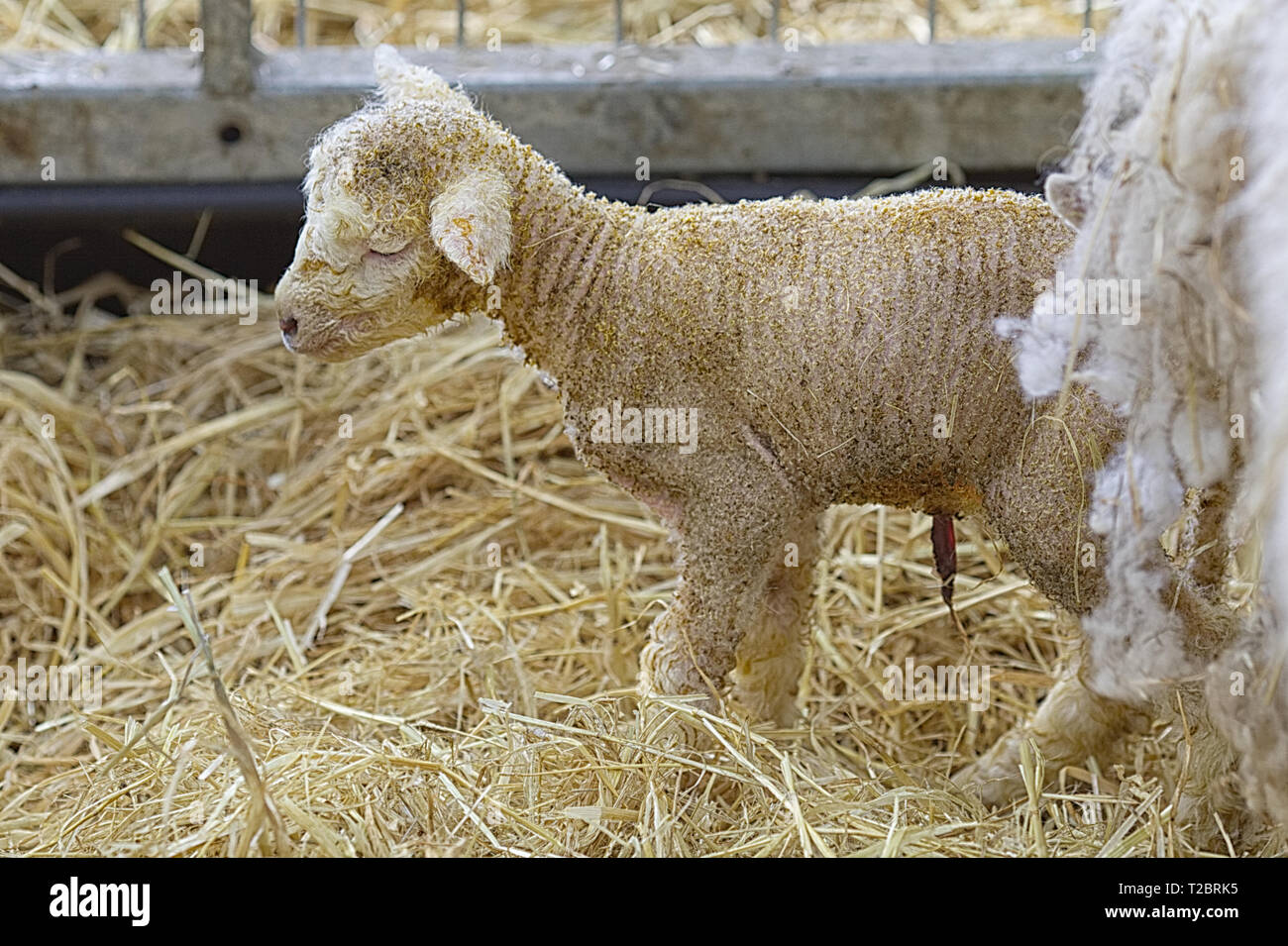 Lamb navel hires stock photography and images Alamy