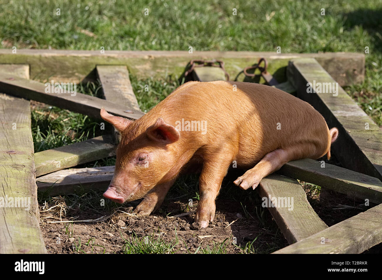 Tamworth piglet sitting on a gate Stock Photo