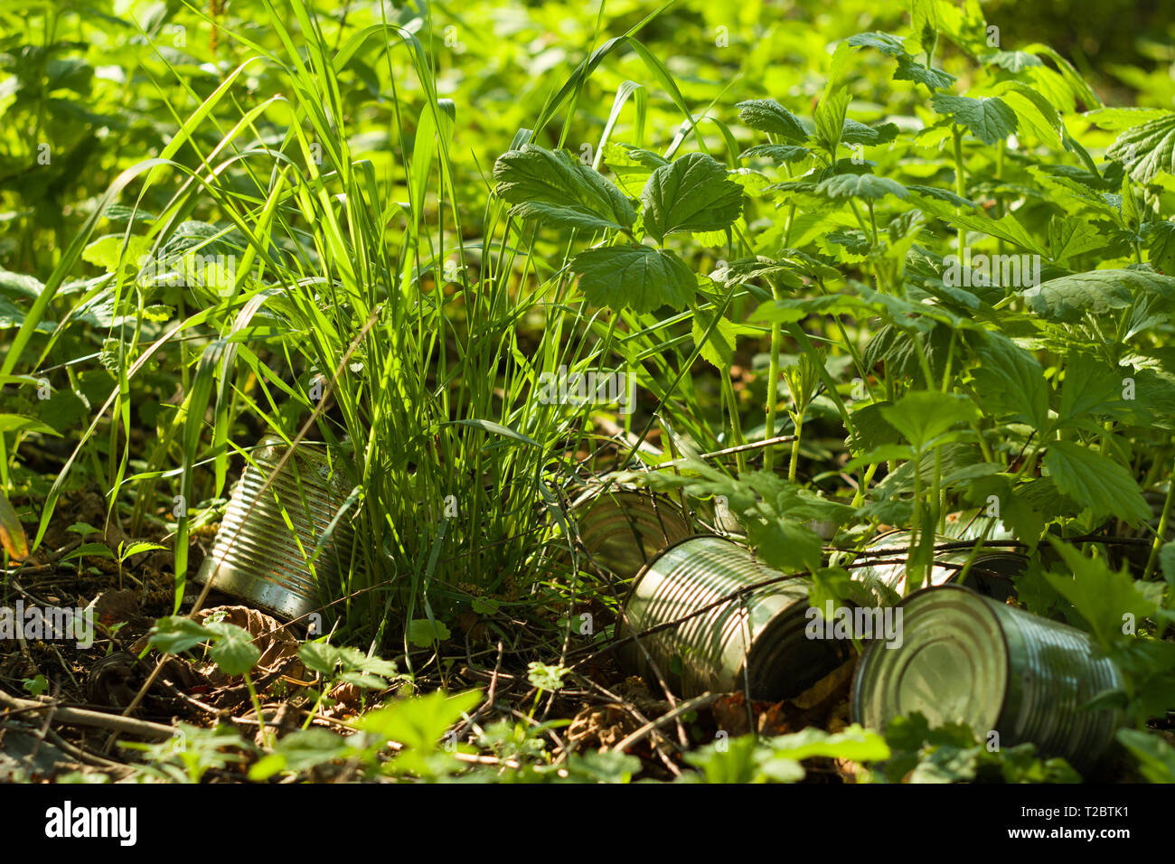 Garbage in the forest.,greenery.  A wild rubbish dump - ecology, Stock Photo