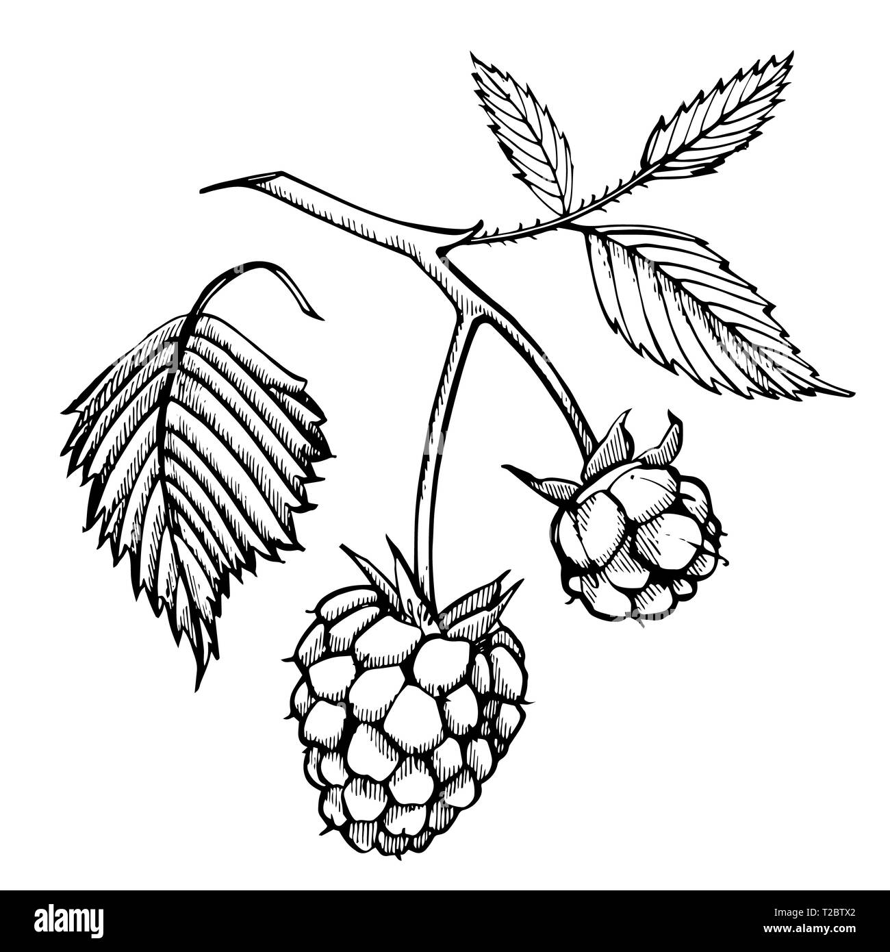 Salmonberry Drawing
