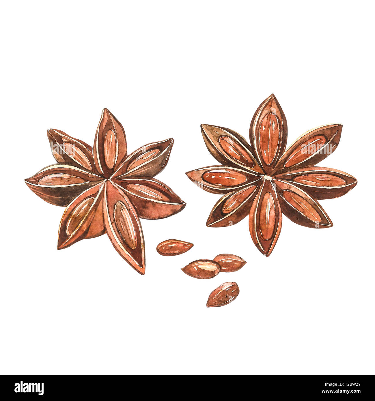 Star anise plants isolated on white background. Watercolor botanical