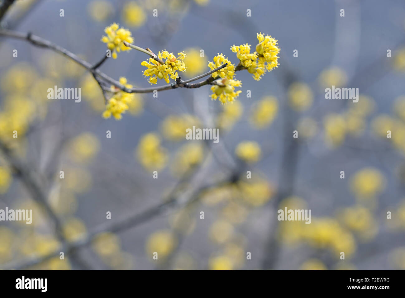 Macro of yellow spring tree in romania forest Stock Photo - Alamy