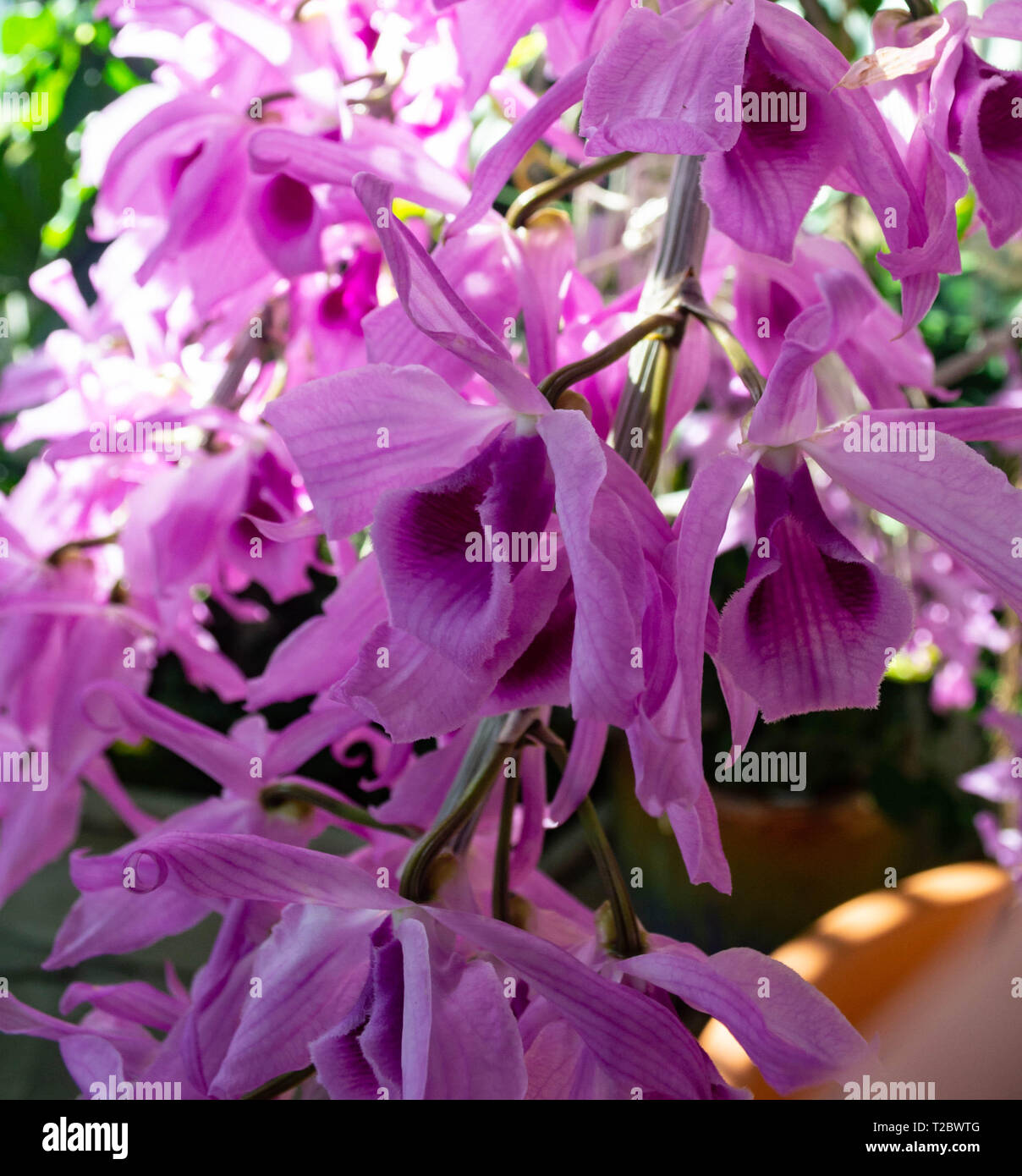 Drooping with flowers hires stock photography and images Alamy