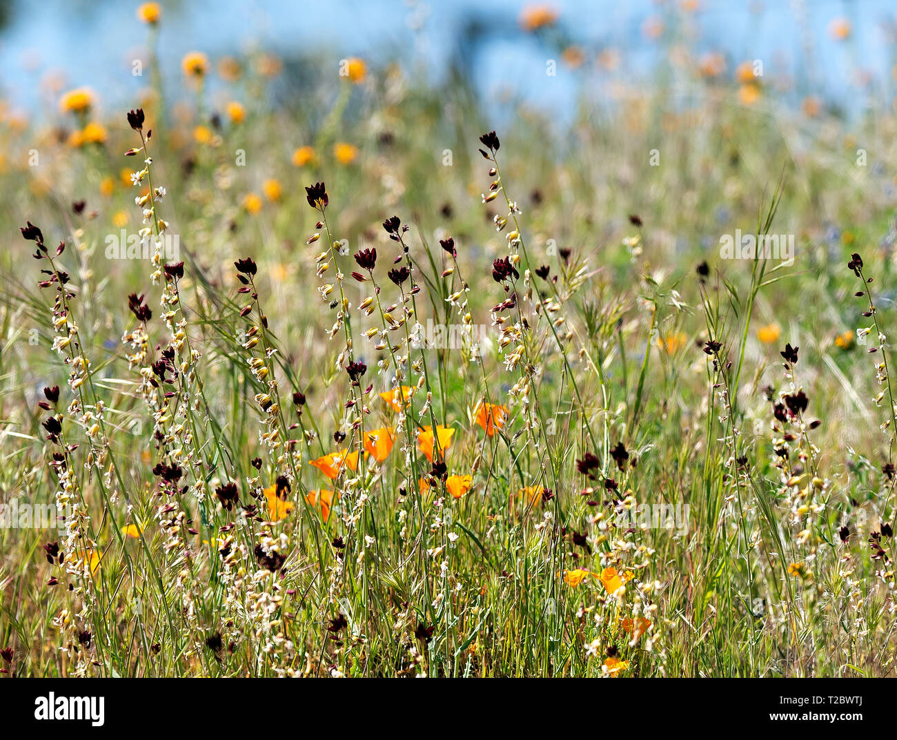 Spring Wildflower Mix California Stock Photo