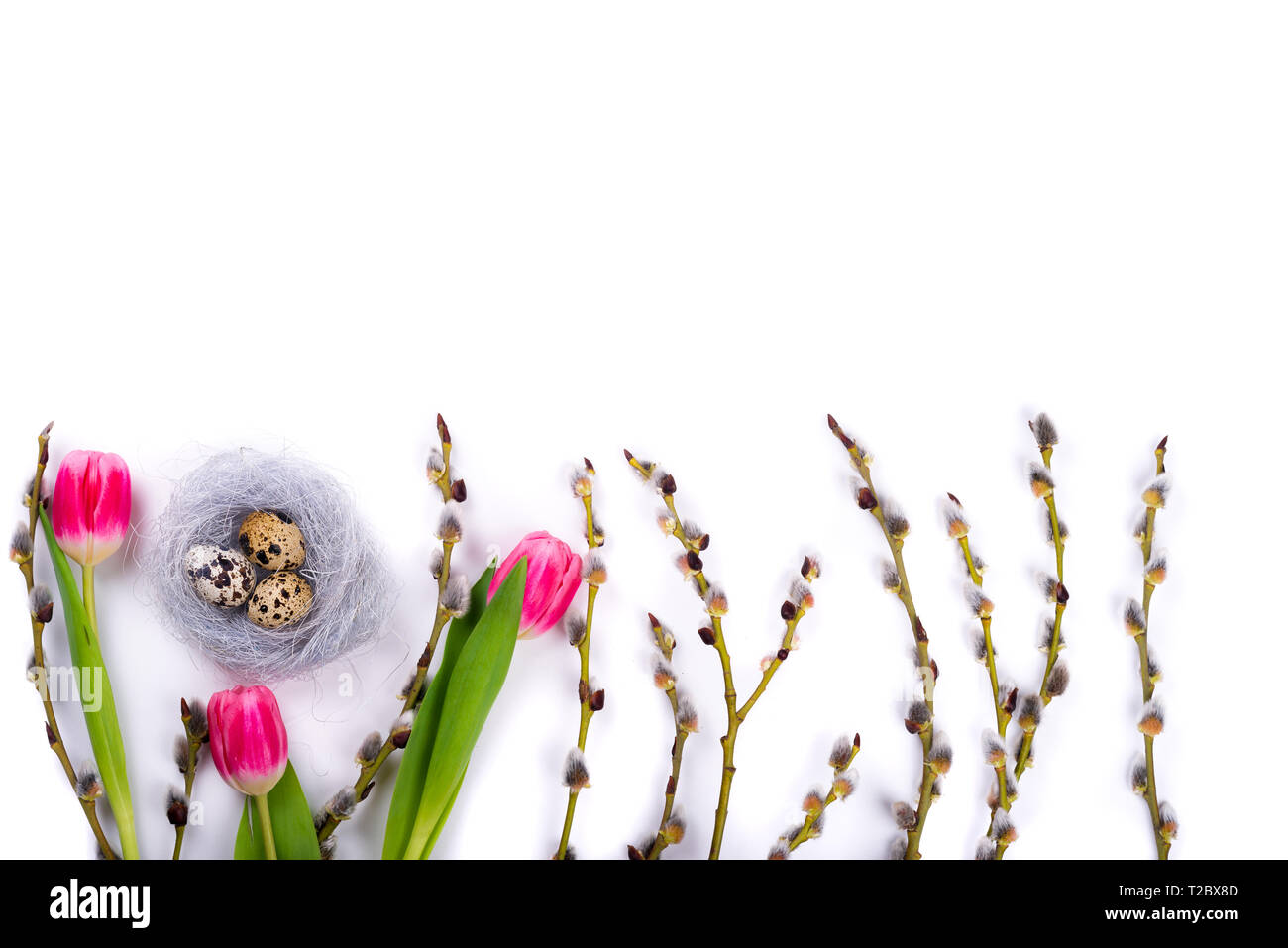 Easter isolated background with quail eggs in the nest and tulips with ...