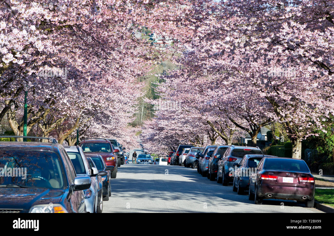Vancouver cherry blossoms hires stock photography and images Alamy