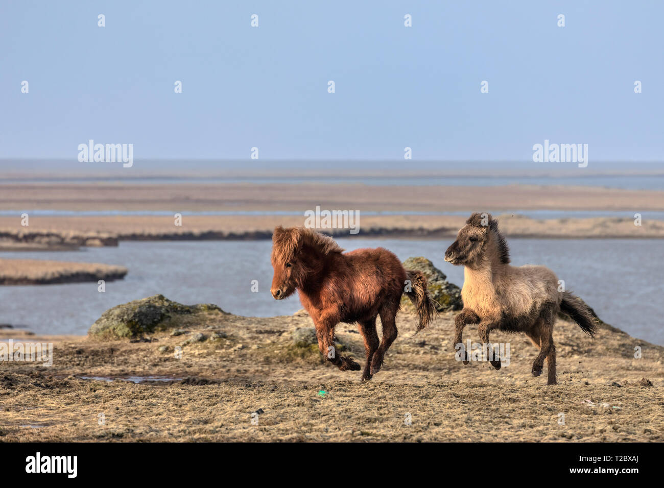 Icelandic horses, Stokksnes, Hornafjordur, Hofn, South Iceland, Iceland, Europe Stock Photo