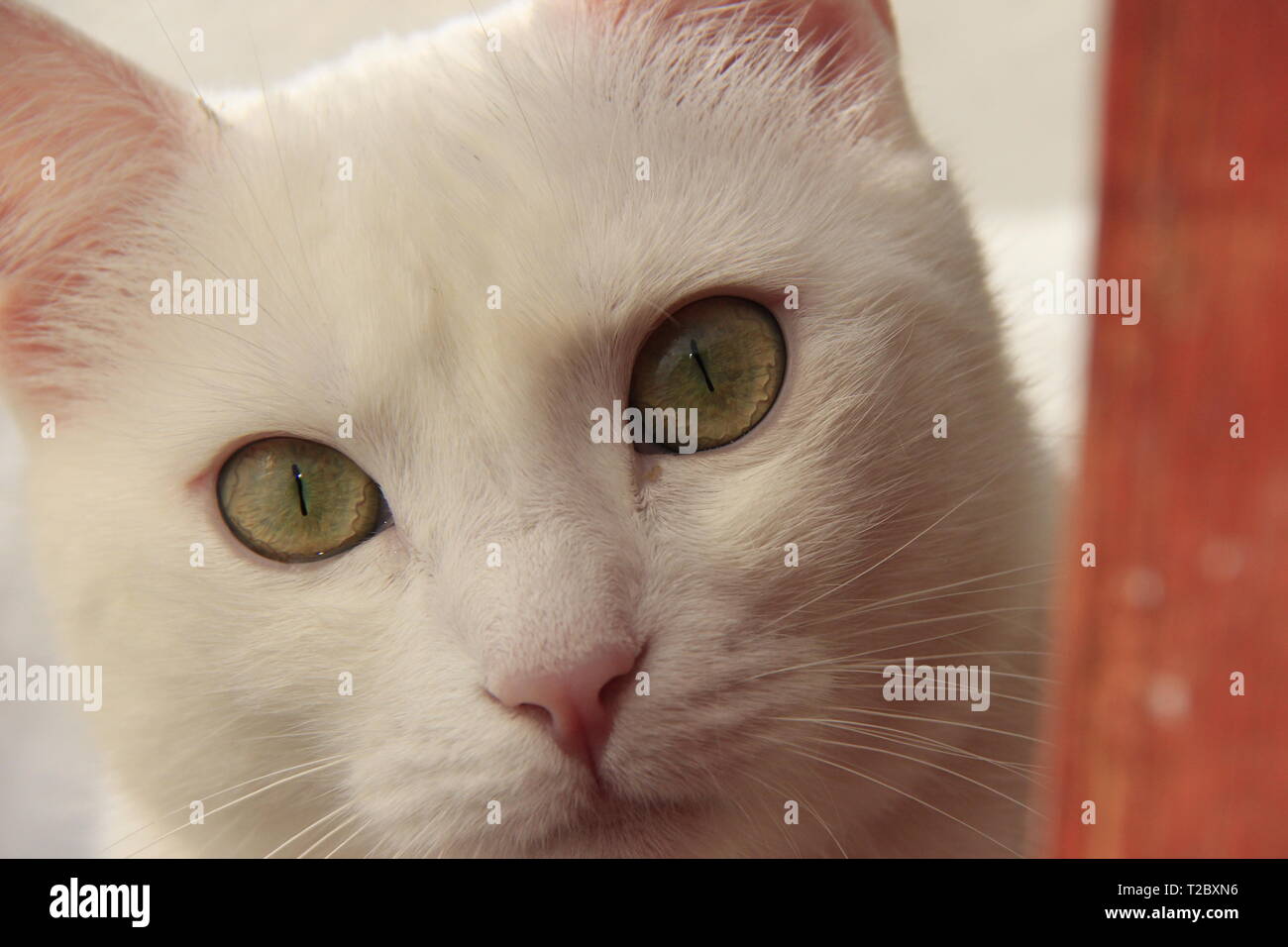 Occhi di gatto hi-res stock photography and images - Alamy