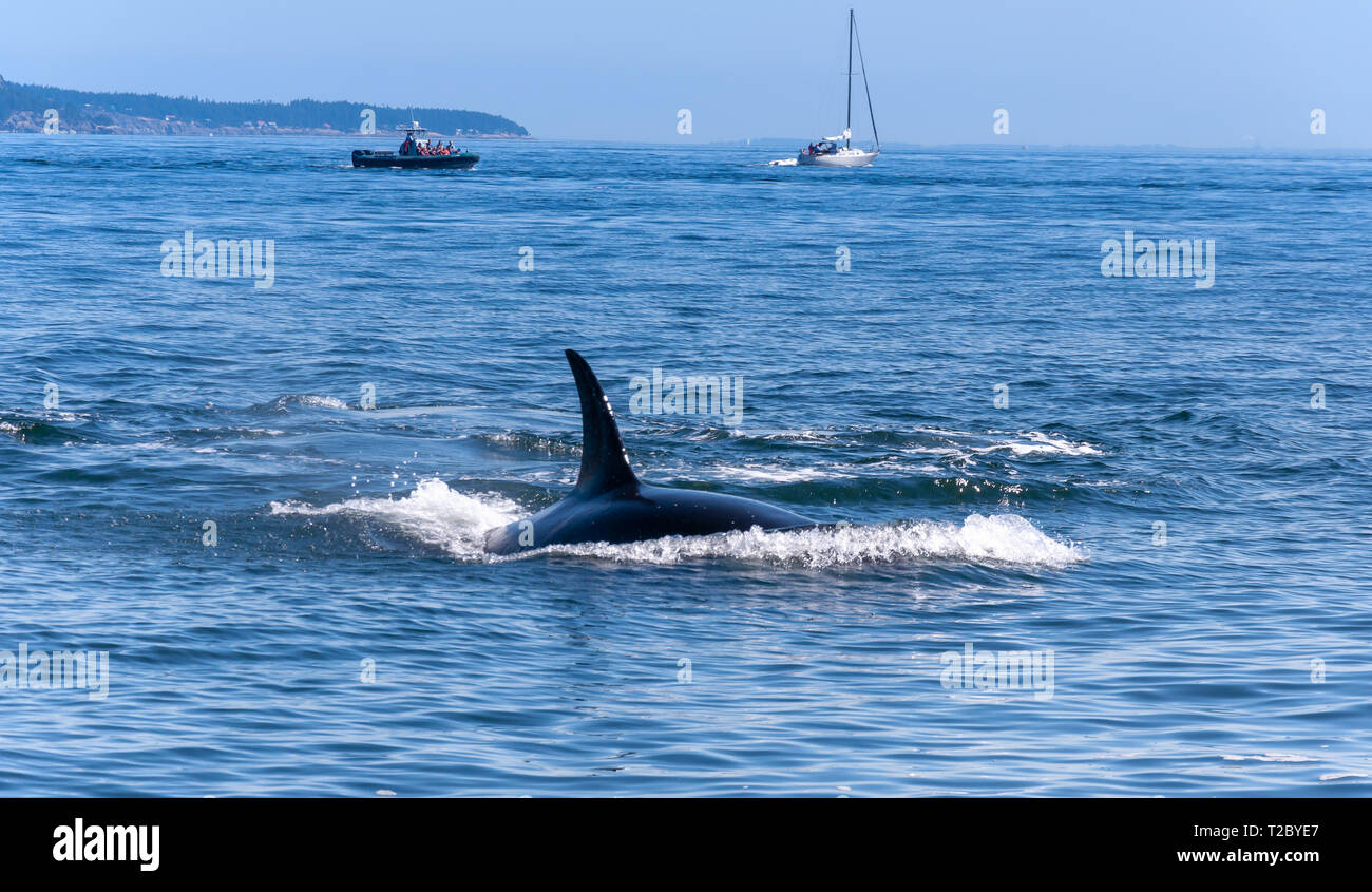 Whale watching boats hi-res stock photography and images - Alamy