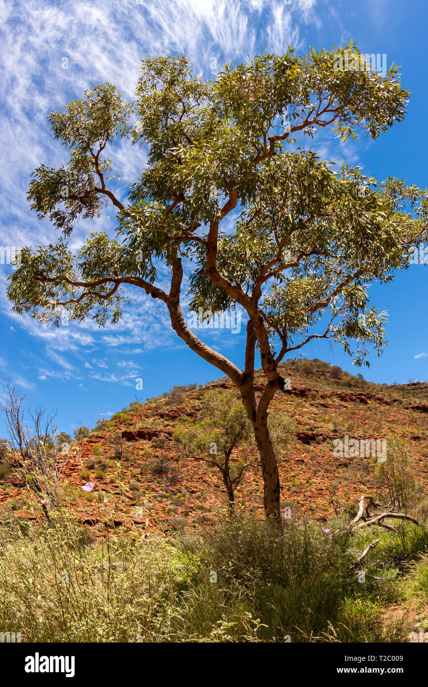 Australian desert, Kings Canyon, Northern Territory, Watarrka National Park, Australia Stock Photo