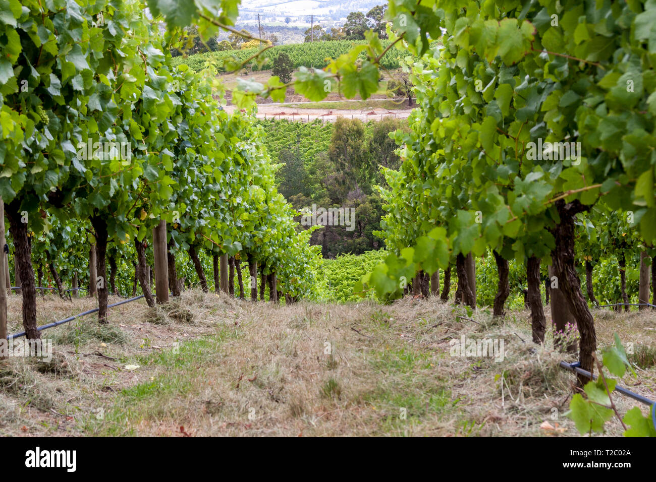 Vines growing in barossa valley hires stock photography and images Alamy