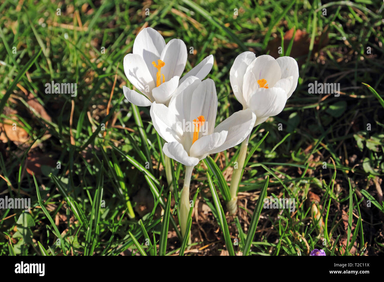 Group of three White crocus flowers Stock Photo