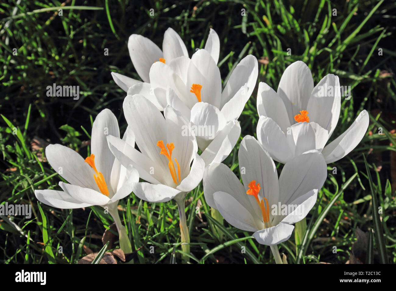 Group of six White crocus flowers Stock Photo