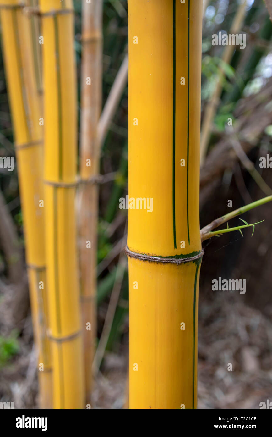 Yellow bamboo trunks close-up on a blurred background Stock Photo