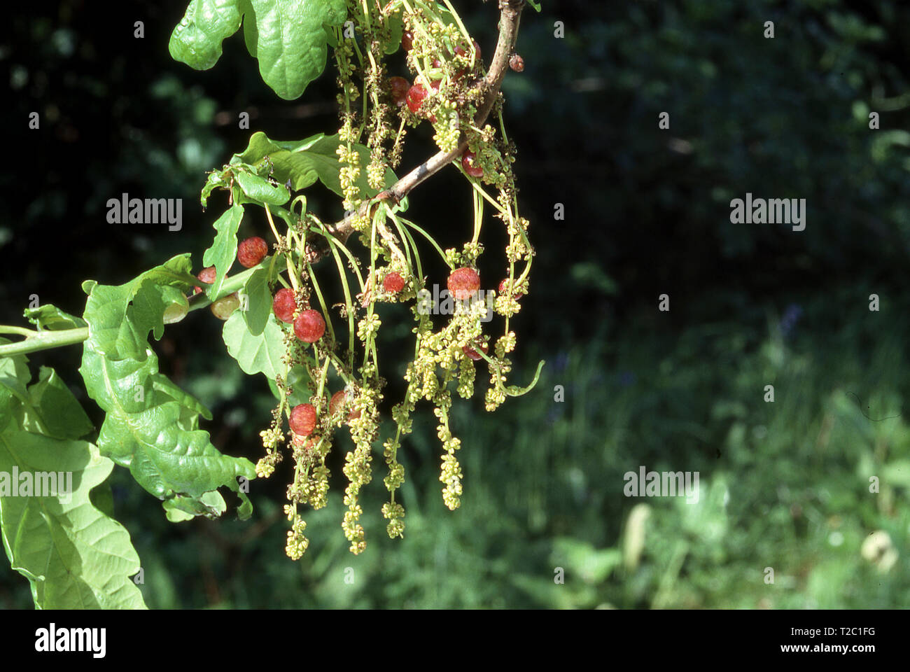 CURRENT GALLS (NEUROTERUS QUERCUS  BACCARUM) ON OAK CATKINS Stock Photo