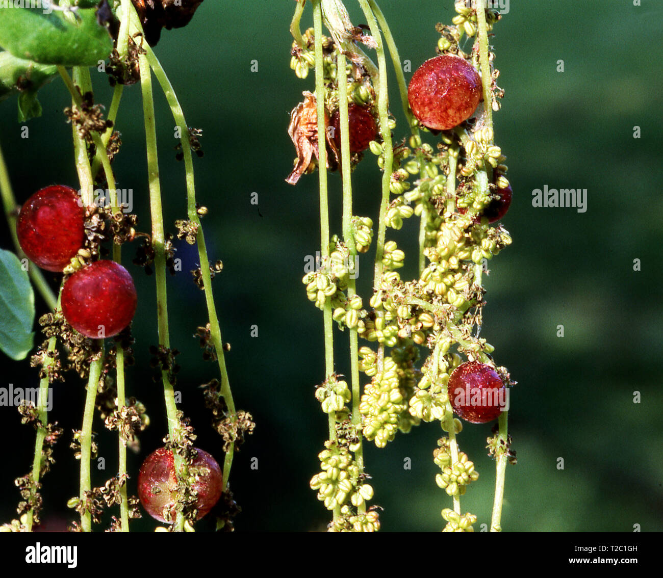 CURRENT GALL (NEOROTERUS  QUERCUS BACCARUM) ON OAK CATKKINS Stock Photo