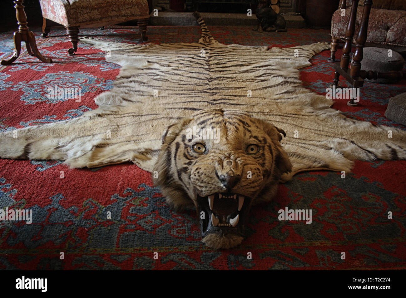 Tiger rug hires stock photography and images Alamy