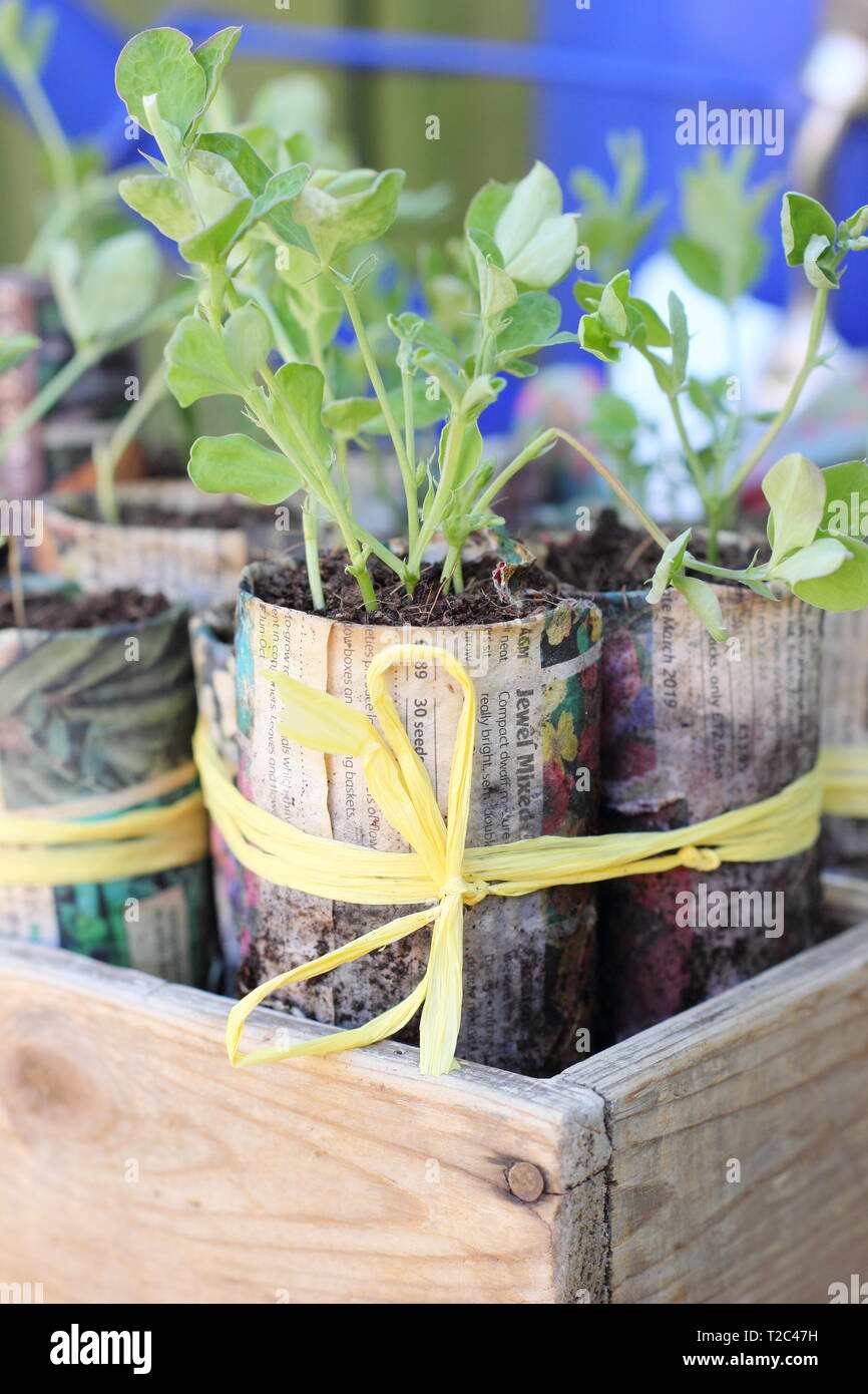 Sweet pea seedlings. Planting out autumn sown sweet peas - Lathyrus odoratus - in spring. UK Stock Photo