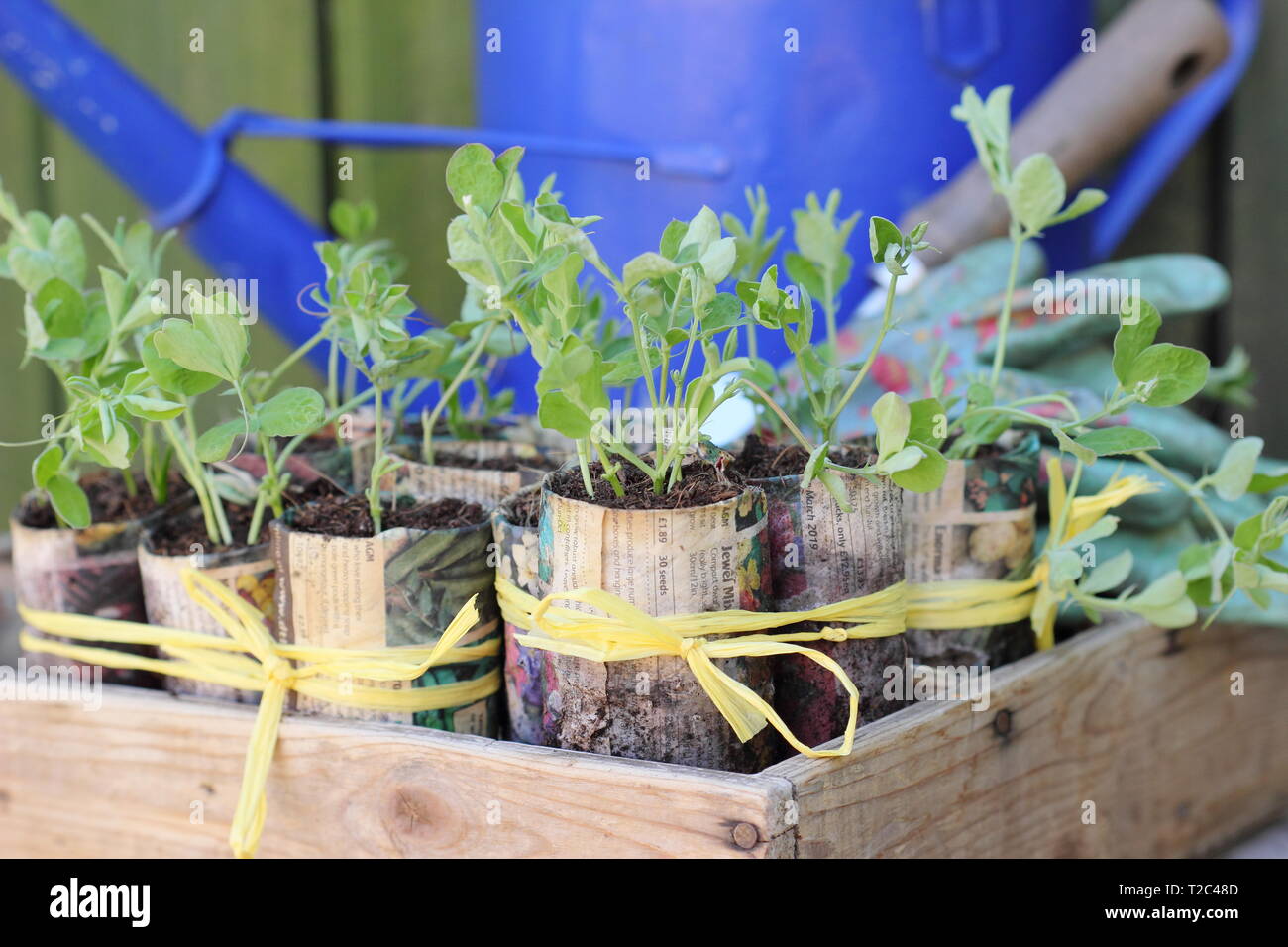Sweet pea seedlings. Planting out autumn sown sweet peas Lathyrus odoratus in spring. UK