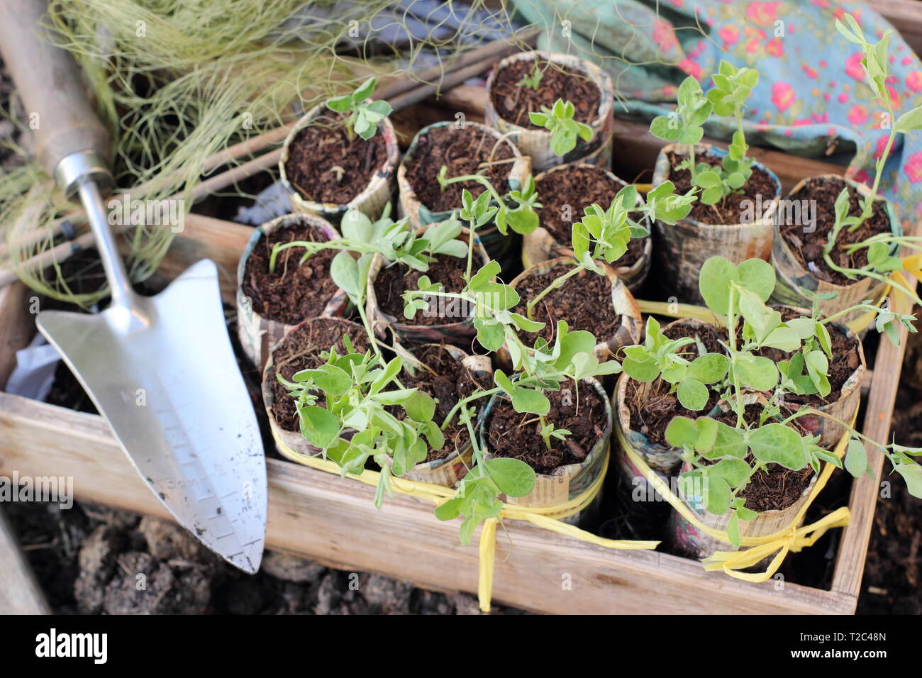 Sweet peas toilet rolls hires stock photography and images Alamy