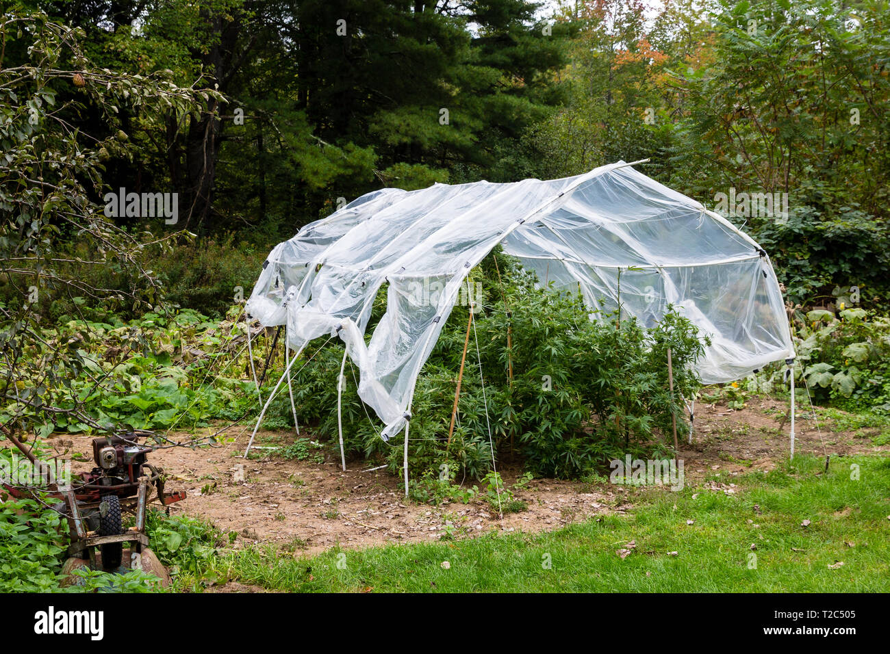 Outdoor legal marijuana grow. Plants underneath a home made plastic
